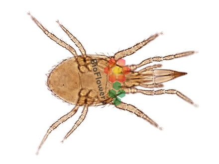 Dravý roztoč proti třásněnkám, smutnícímn a Varroa destructor ENTOMITE M/10.000