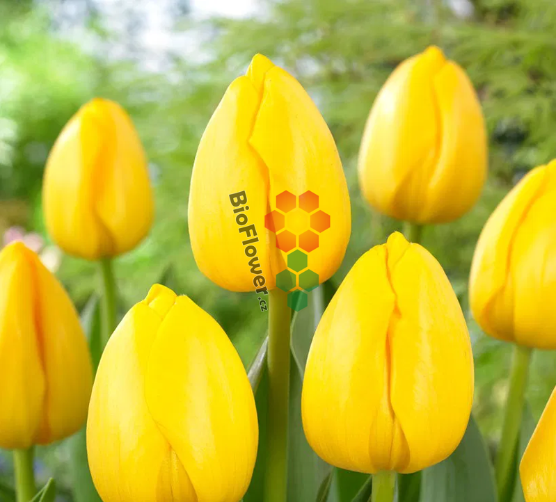 Cibulky Tulipánu - Novi Sun