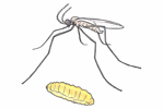 Parazitická bejlomorka proti mšicím 1000 ks Aphidoletes aphidimyza