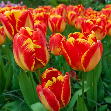 Cibulky Tulipánu - Banja Luka 1 ks