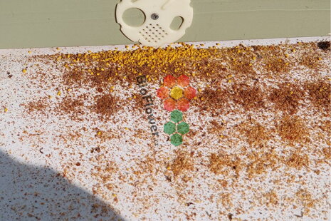 Včelí měl pod lupou: kdy kontrolovat a co z ní vyčíst