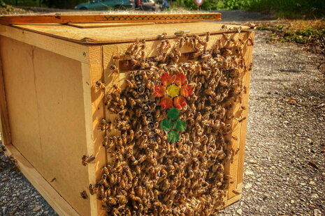 Potřeby při rojení včel